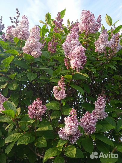 Сирень Венгерская