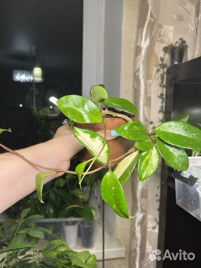 Хойя Карноза триколор