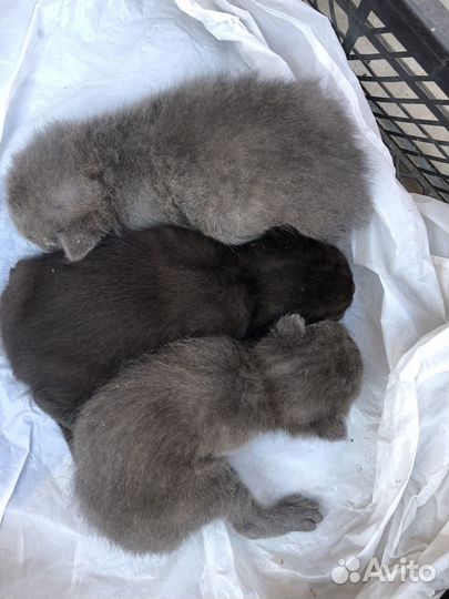 Британско-вислоухие котята