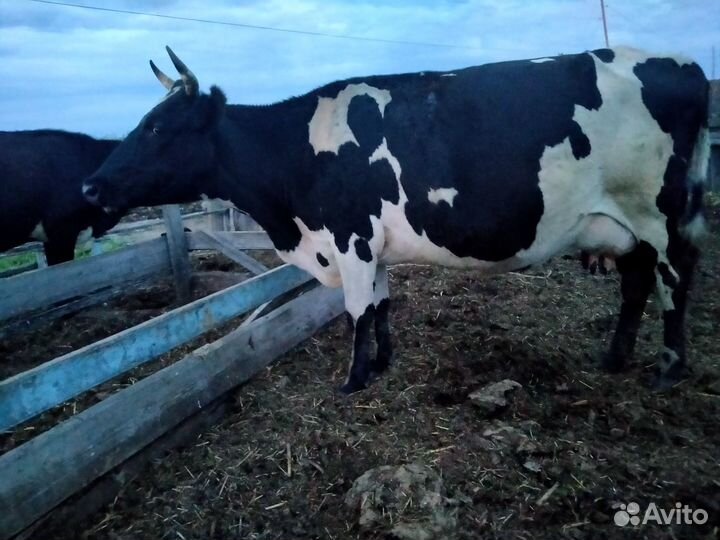 Продам 3 коровы дойных. Кобылу с жеребёнком