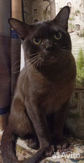 Бурманский кот
