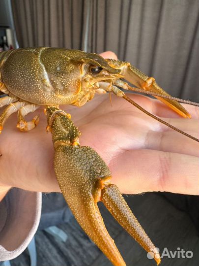 Продукты питания