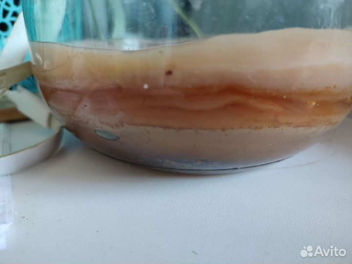 Чайный гриб