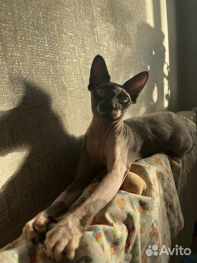 Канадский сфинкс