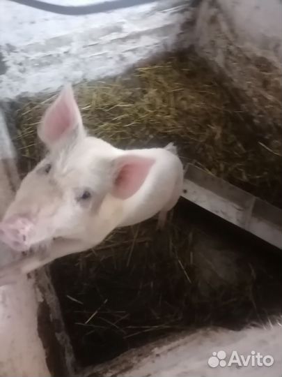 Поросенок ландрас