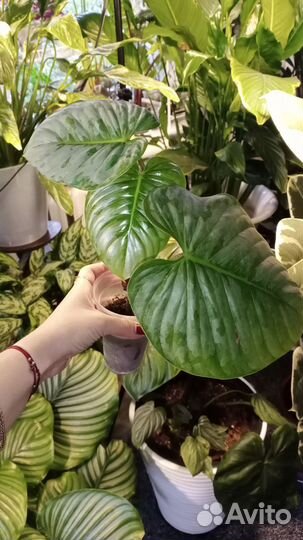 Филодендрон Колумбия, Тайский Содирой