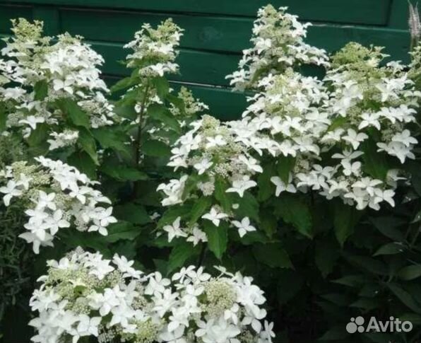 Гортензия мэджикал старлайт (свет звёзд)