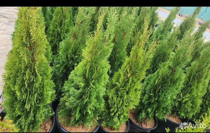 Туя западная Смарагд