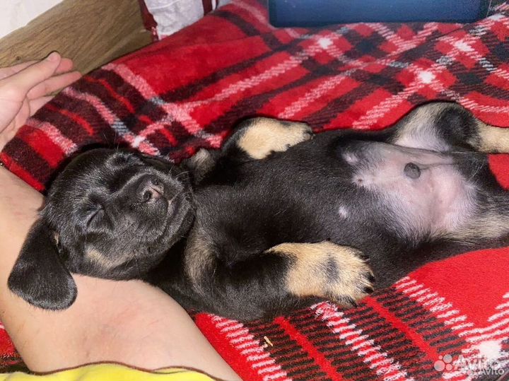 Щеночек таксы