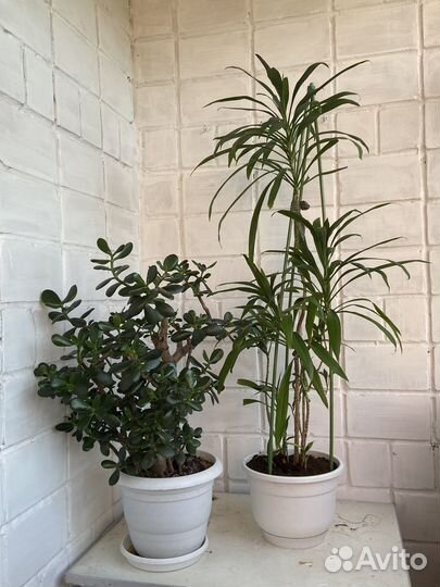 Комнатные цветы