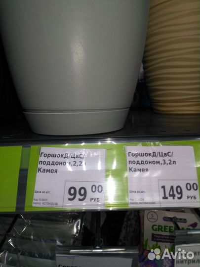 Комнатные цветы Сансевиерия в горшке из Fix Price