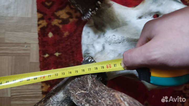 Череп оленя с рогами 6х7 в хорошем состоянии