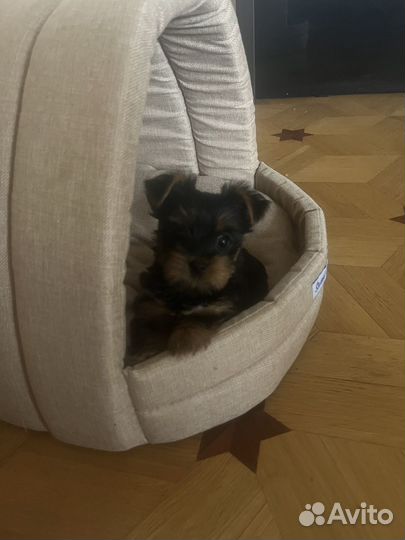 Йоркширский терьер мини