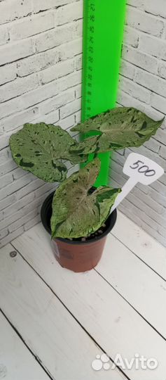 Комнатные растения Сингониумы