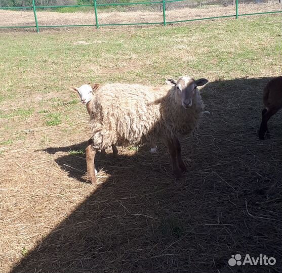 Овцы молодые на племя