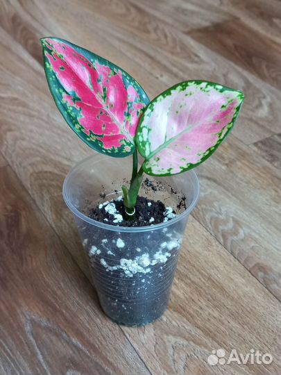 Комнатные растения цветы