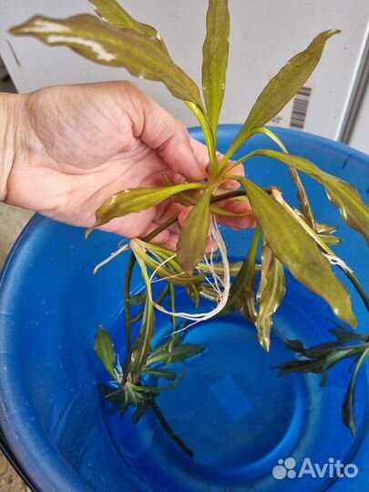 Аквариумные растения (водоросли)