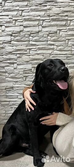 Лабрадор вязка