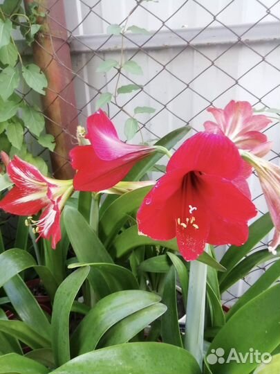 Гиппеаструм амариллис