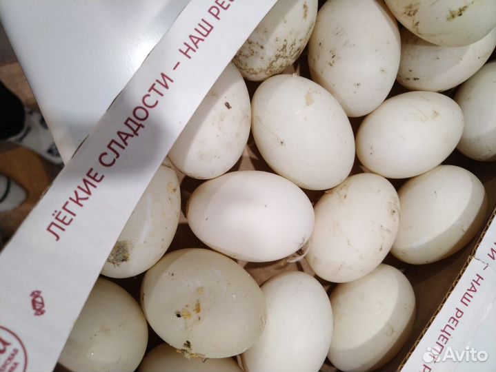 Инкубационное яйцо индейки, гусей, уток, кур