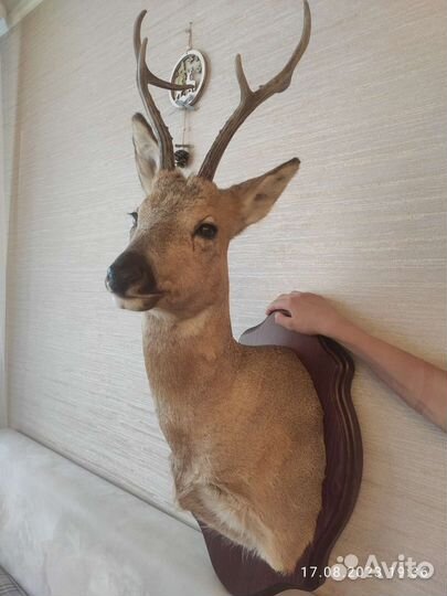 Чучело косули