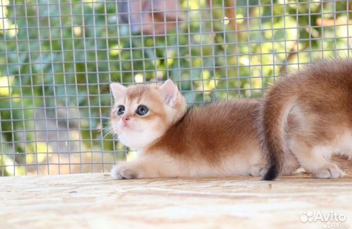 Шотландская золотая шиншилла мальчики