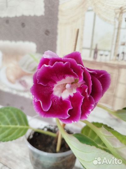 Комнатные цветы