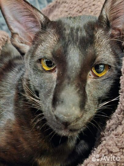 Ориентальный кот