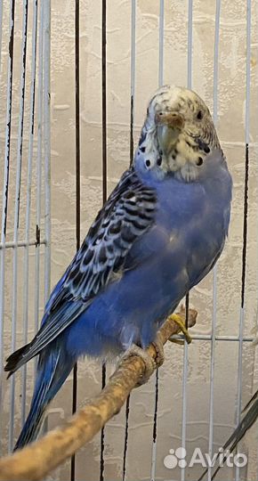 Волнистые попугаи