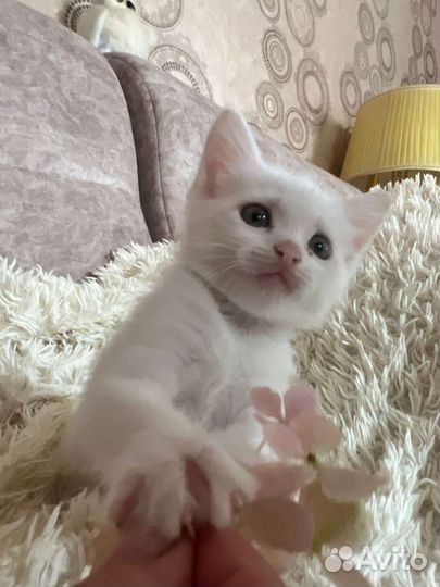 Котенок(мальчик)