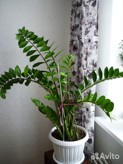 Замиокулькас