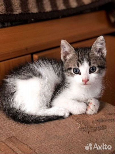 Котенок мальчик