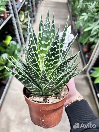 Алоэ Тики Таки