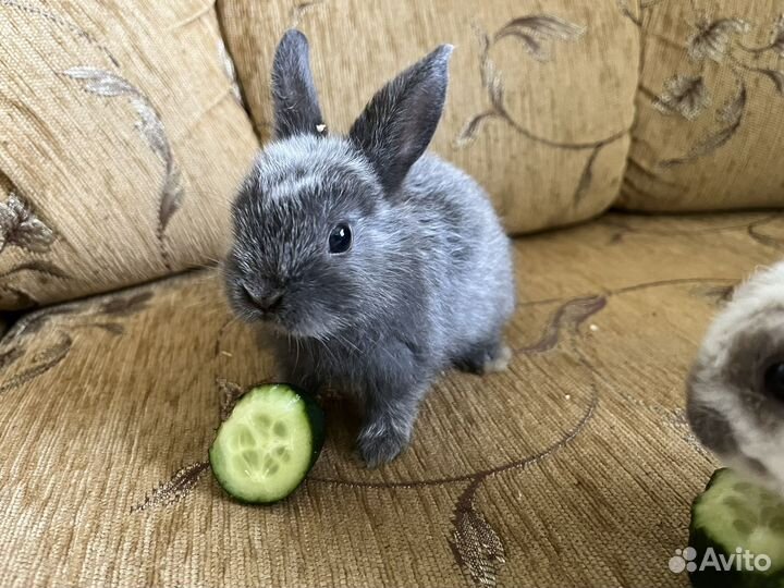 Декоративные кролики вислоухие