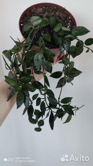 Хойя Лакуноза эскимо