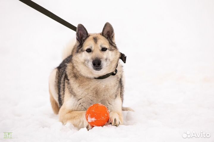 Собака ищет добрые и заботливые руки