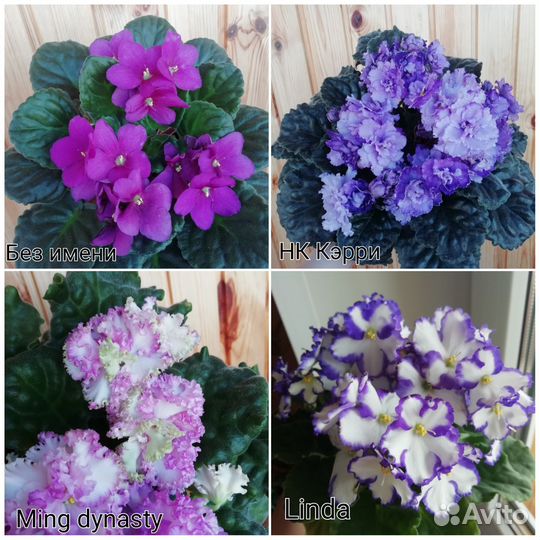 Фиалка лист