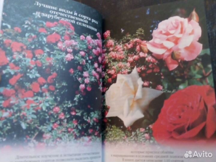 Клименко Розы Уход Использование