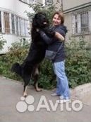 Выгул собак