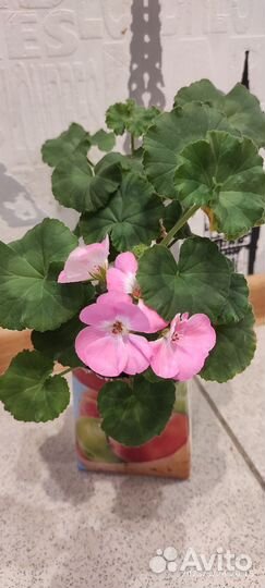 Пеларгония герань