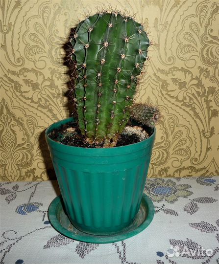 Комнатные растения в горшках