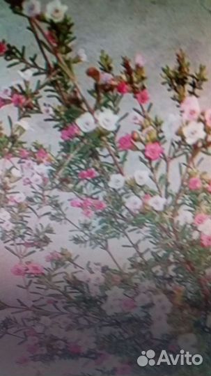 Хамелациум