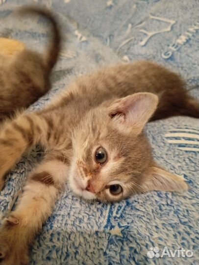 Котята