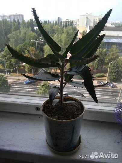 Каланхоэ
