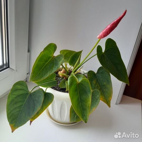 Растения женское и мужское счастье, антуриум