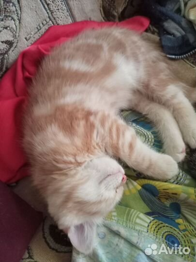 Котятки в добрые руки