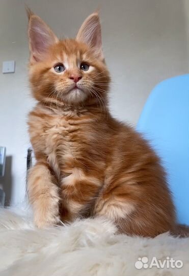 Котята мейн-кун