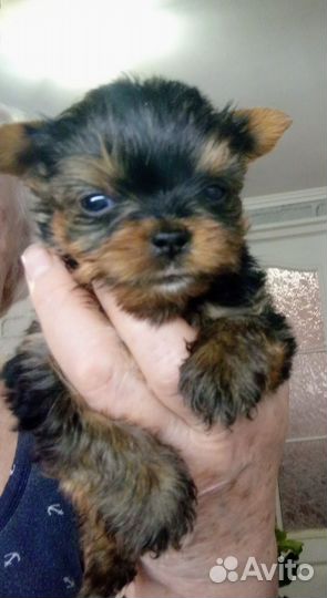 Йоркширский терьер