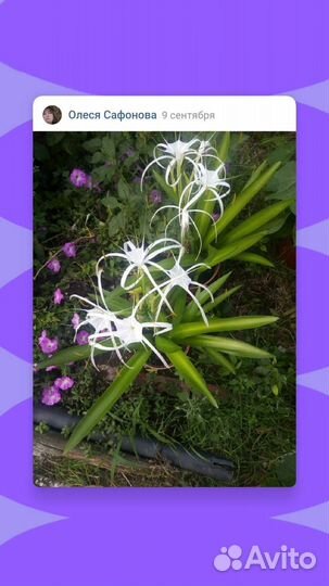 Гименокалюс, лилия паук