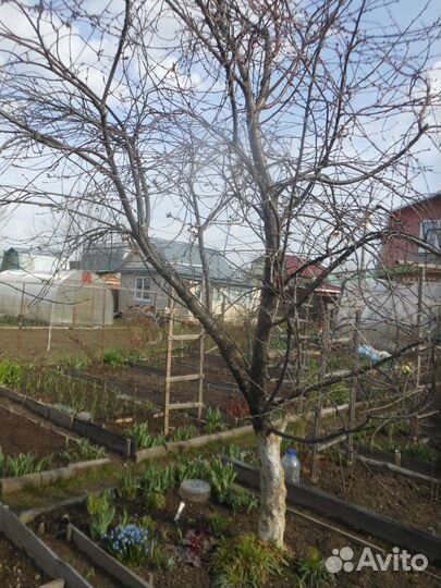 Саженцы черешня